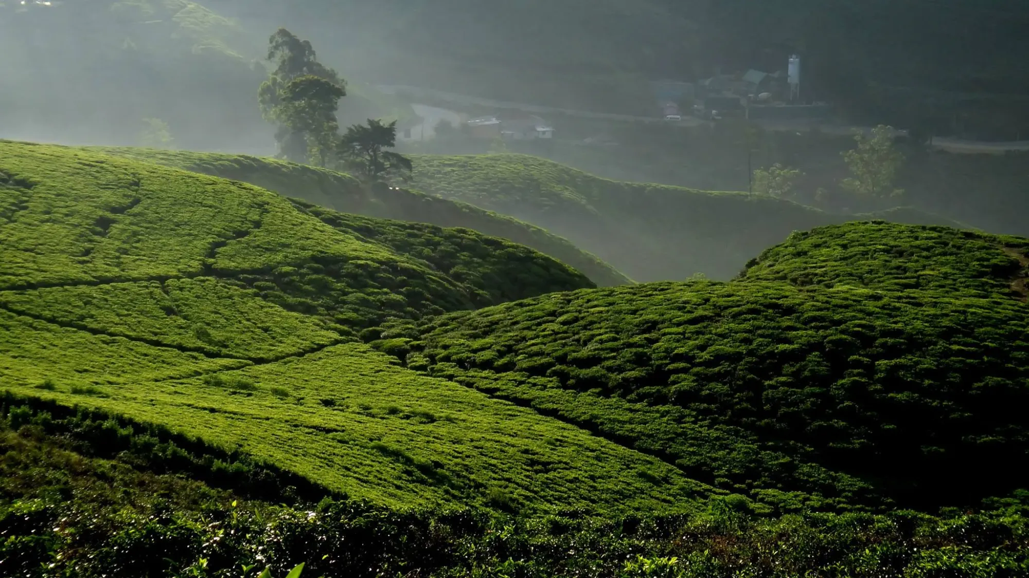 The early morning light filtering through the mist onto the emerald tea bushes from single tree hill