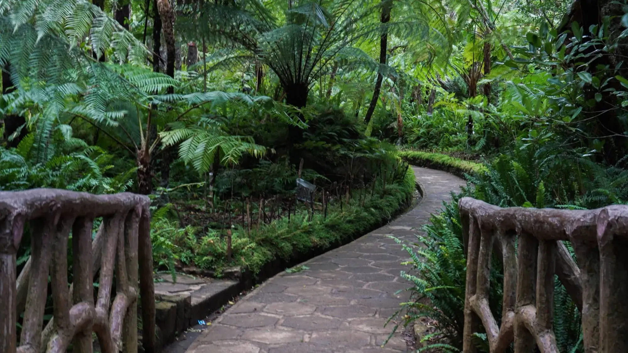 Wandering through a fragment of the ancient montane cloud forest.