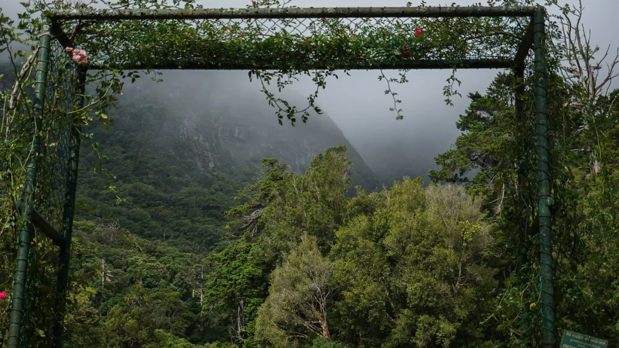 Looking through Hakgala’s floral frames toward the mist-choked peaks