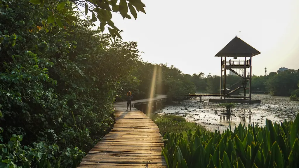 Standing on the lookout tower to witness the intersection of wild reeds and distant urban glass