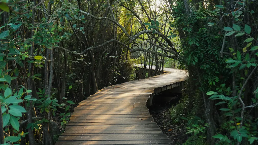 A technical record of the boardwalk at 4:30 PM, where the jungle canopy filters the heat into a soft, golden hum