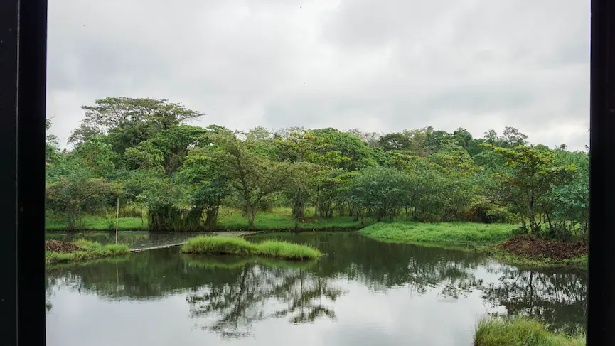 Looking through the "sponge" of Thalawathugoda, where 60 acres of marsh act as the city’s best defense against the flood