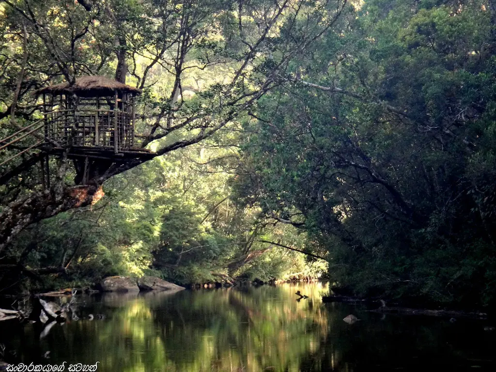 The original remote workspace—a traditional 'Pela' perched above the mirror-still waters of the jungle