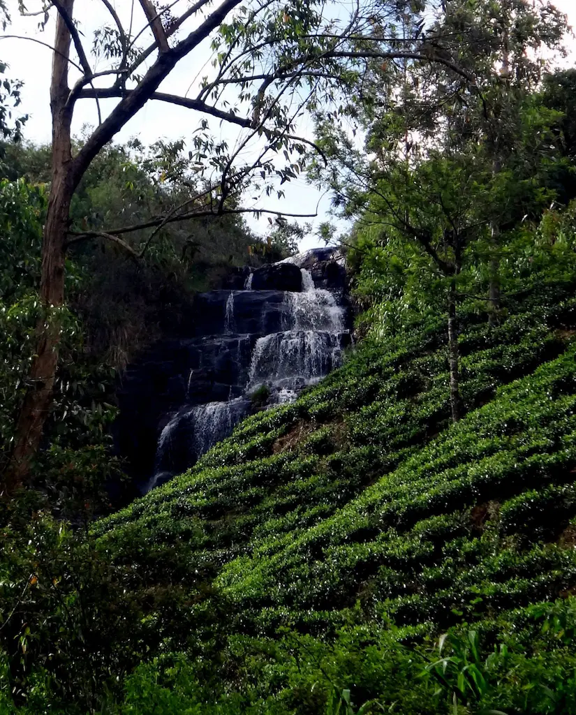 Glassaugh Falls: Where the tea bushes meet the rush.