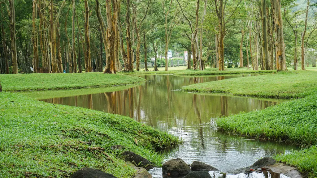 Catching the morning mist as it clings to the Terminalia arjuna trees in this 106-acre sensory reset
