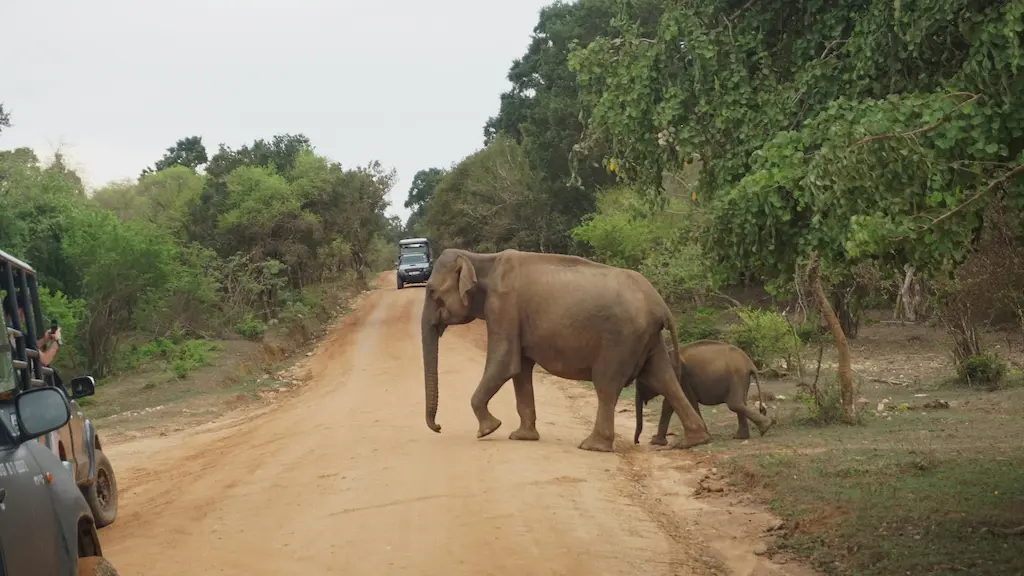 Yala: "A morning commute through the scrub jungle; in the wilderness, elephants always have the right of way.
